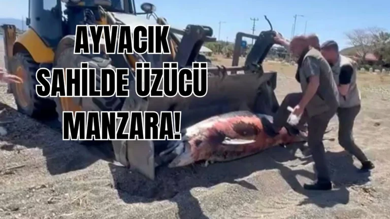 Ayvacık Sahilinde Üzücü Manzara: Karaya Vuran Ölü Yunus Vatandaşları Tedirgin Etti