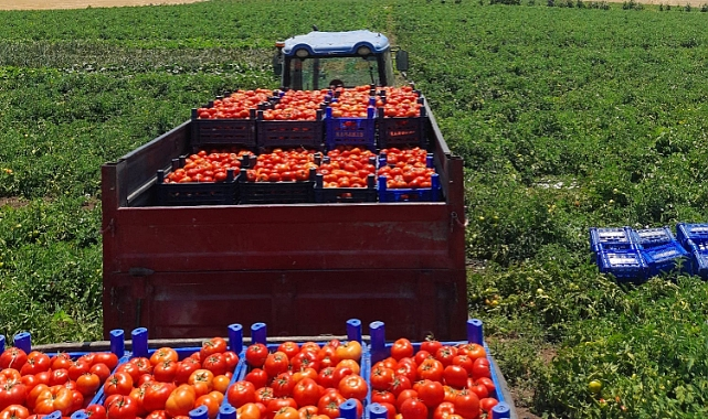 Hacıpehlivan’da Büyük Mesai: Meşhur Çanakkale Domatesinde İlk Hasat Başladı!